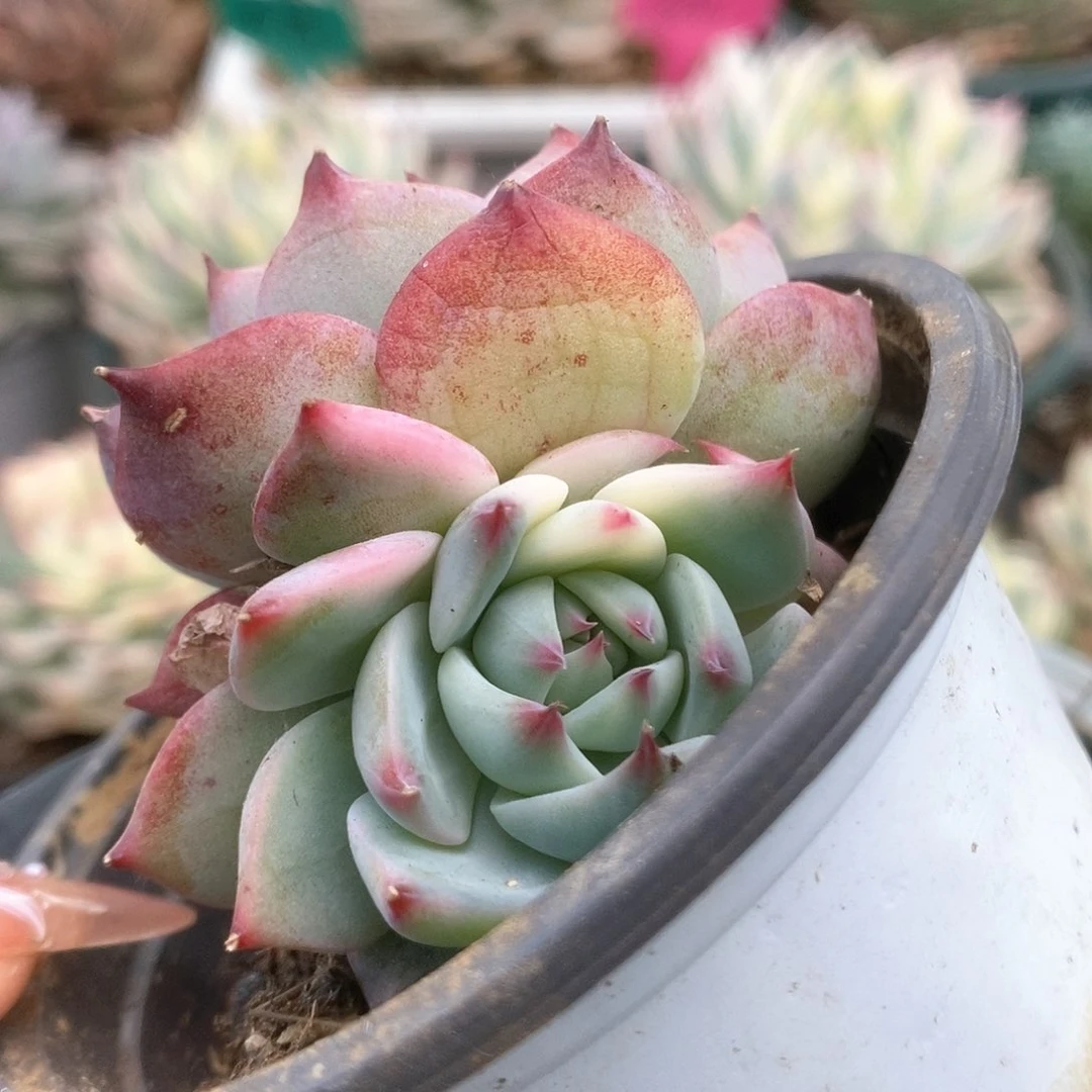 132锦锦锦锦锦锦锦锦