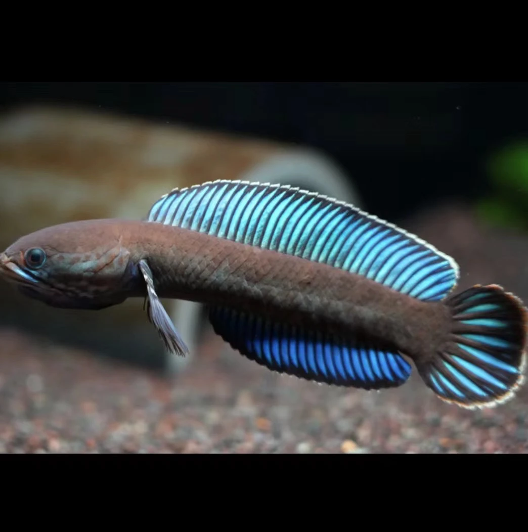 奶茶雷龙10cm左右