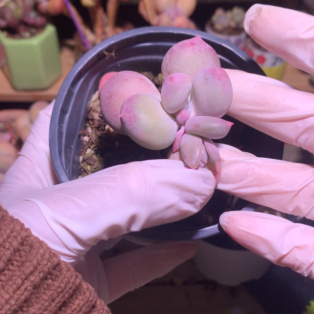 小屁桃奶酪的牛肉特价多肉