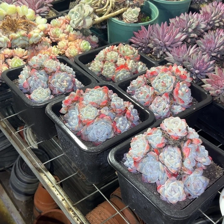 精品多肉植物老桩随机发一棵冰玉掐心群