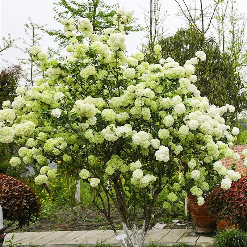 中华木绣球树苗庭院地栽盆栽绣球花苗大花斗球苗木本绣球琼花树苗