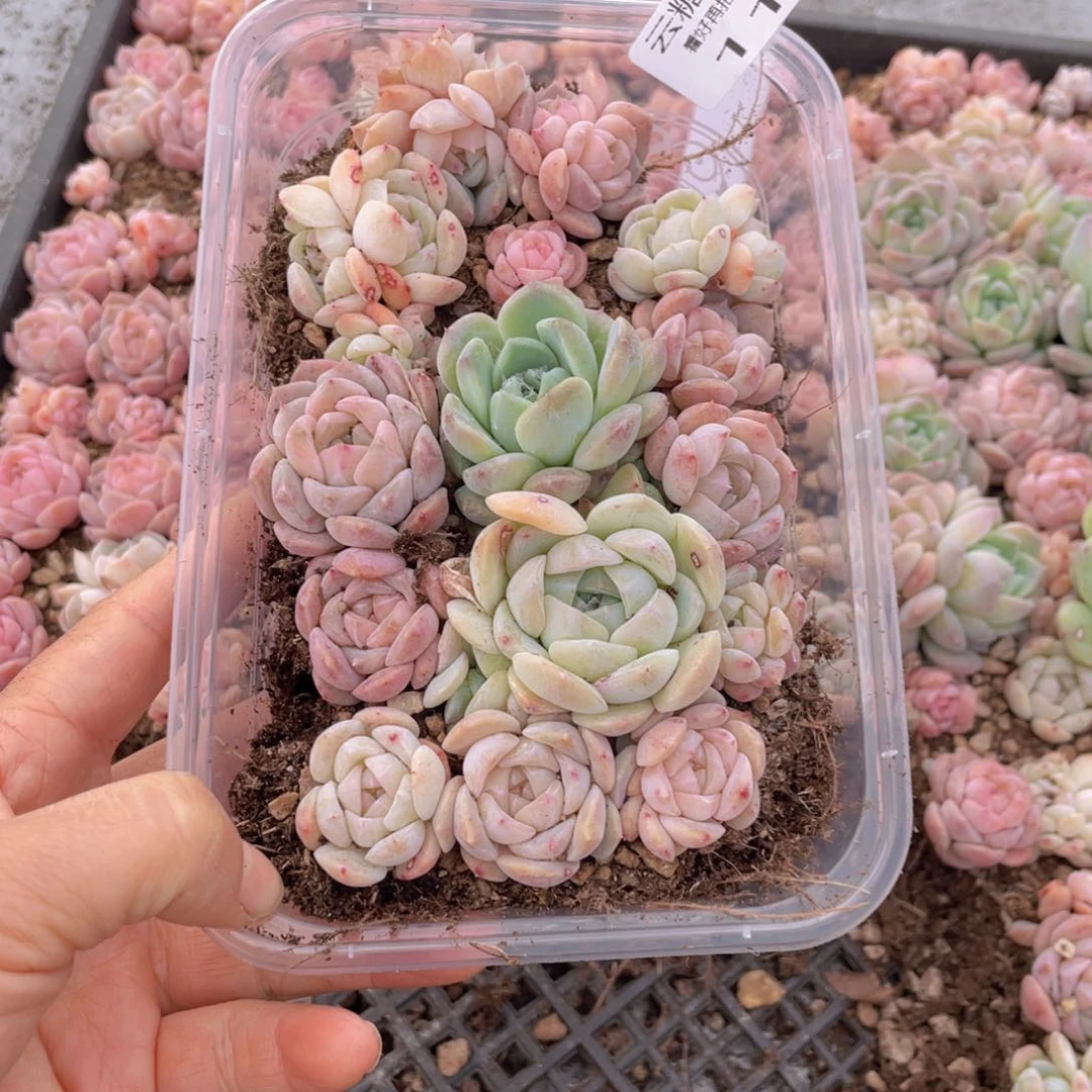 云糖心多肉植物119