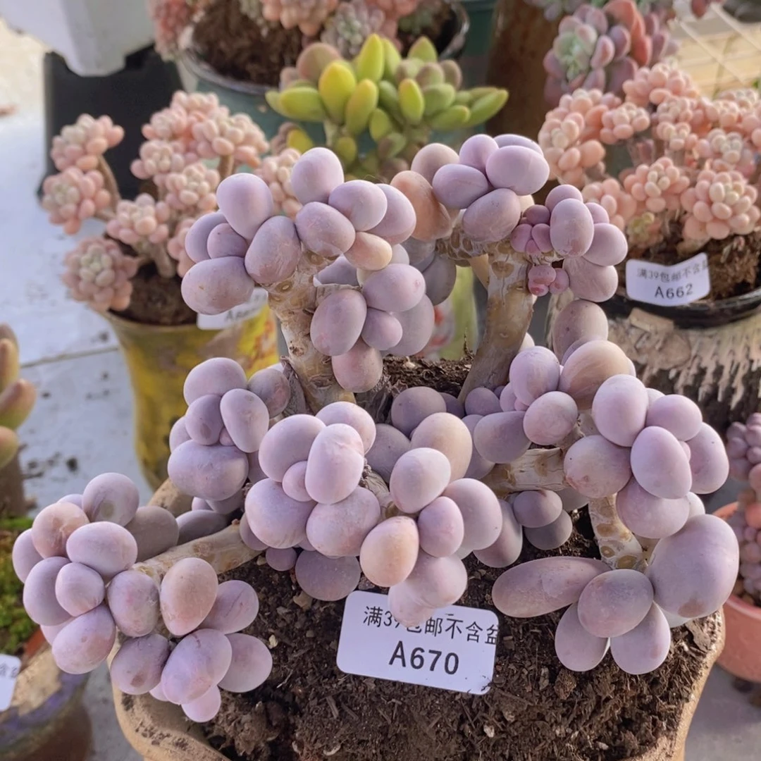 大群芭比奶洛16cm670多肉植物