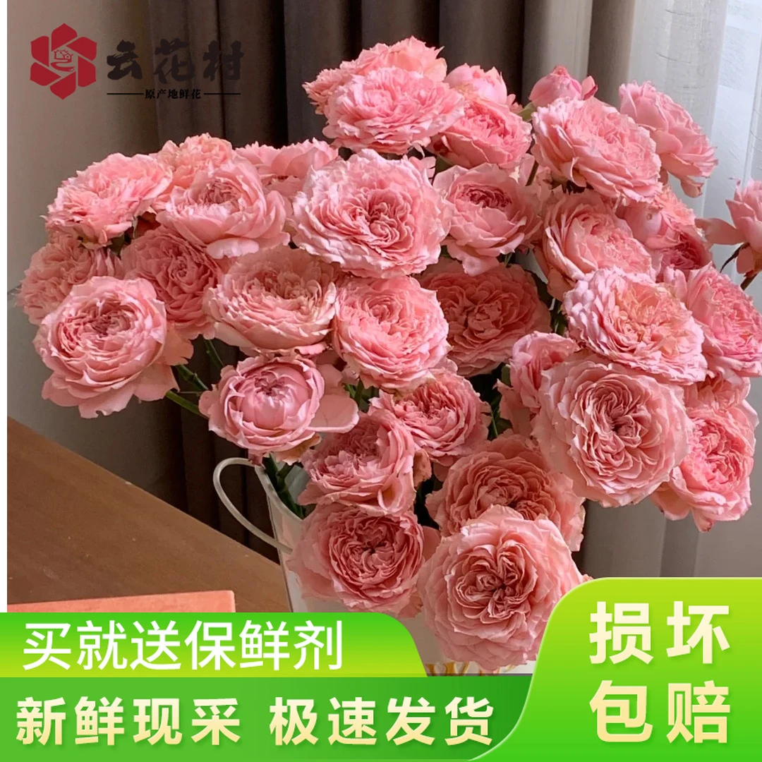 【限量新品】多头朱丽叶塔泡泡10支任意两件发顺丰京东云南鲜花直发