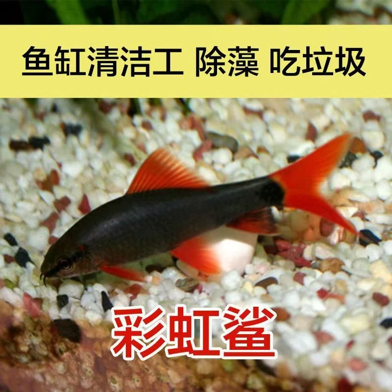 清道夫清洁鱼彩虹鲨金苔鼠鱼热带观赏鱼红米奇缸小灵外塘群游