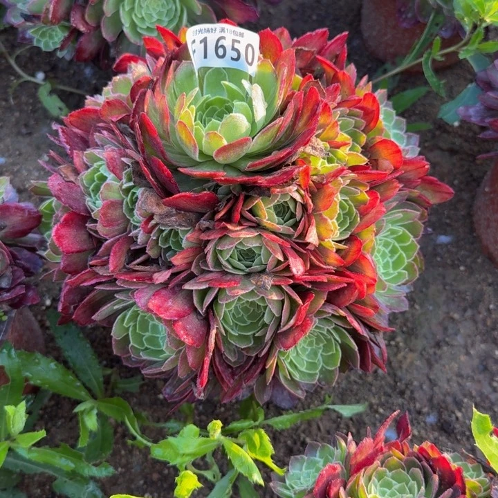 1650万彩灯。 多肉植物