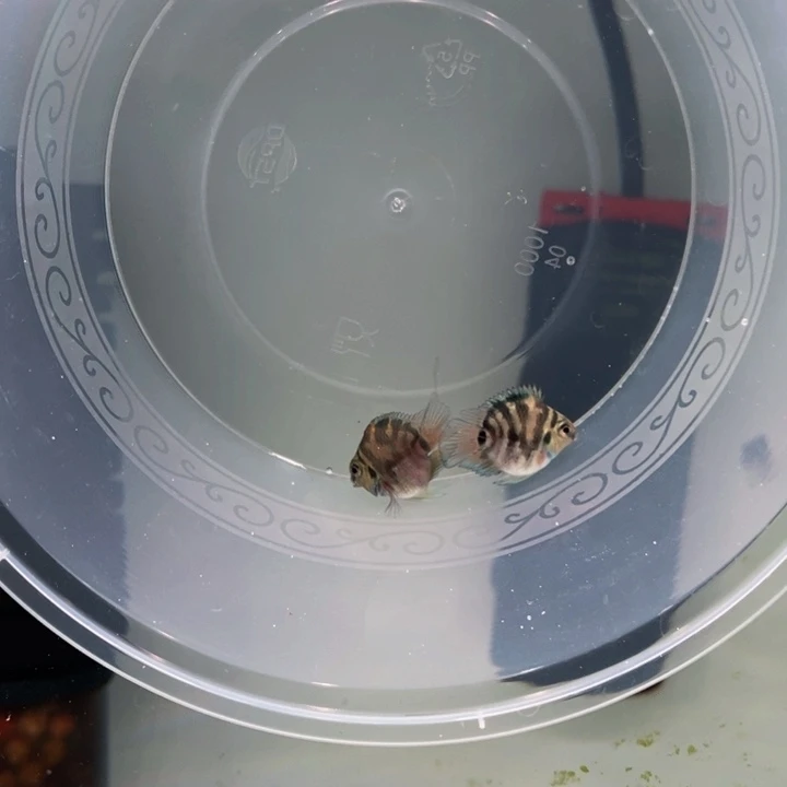鹦鹉鱼2.5 cm摩卡.两条