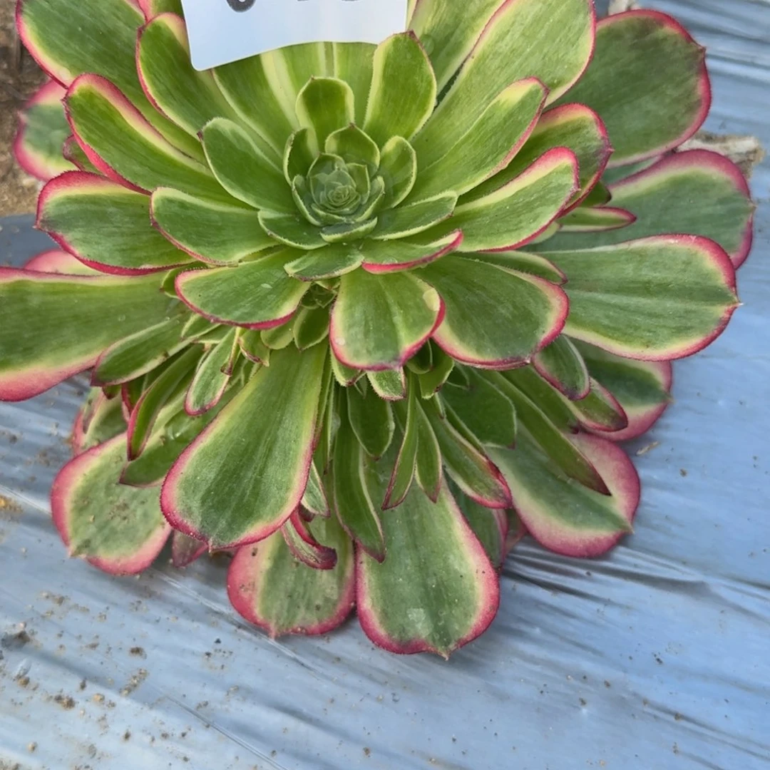 生*048粉海王。多肉植物