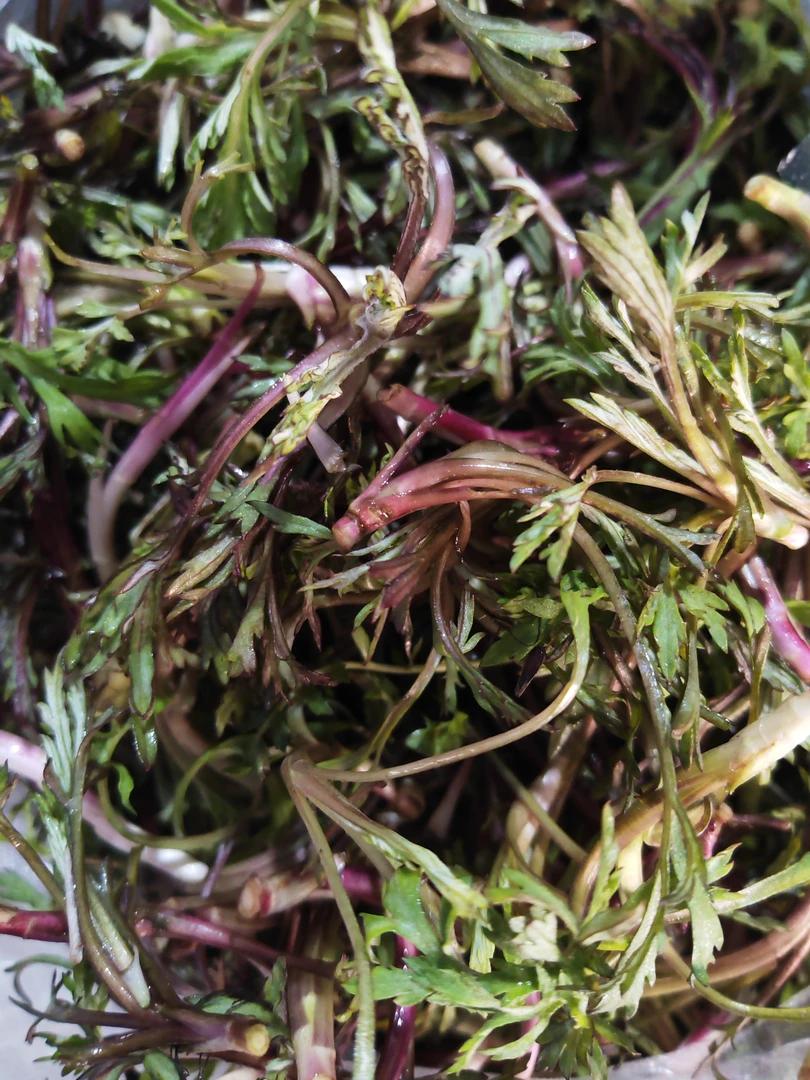 顺丰包邮东北新鲜柳蒿芽，蘸酱菜，一斤起邮