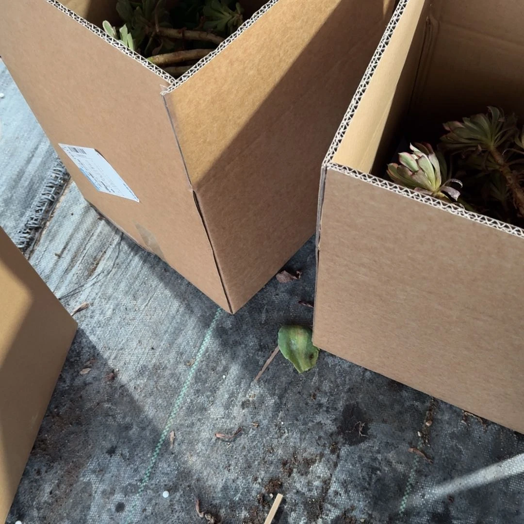 北**娘多肉植物法师盆2个