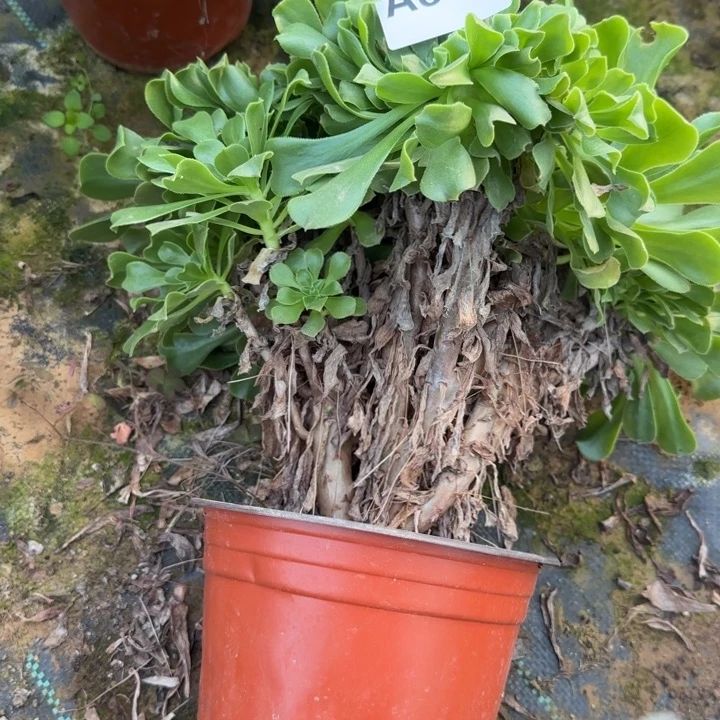 651 清棚处理不包断枝