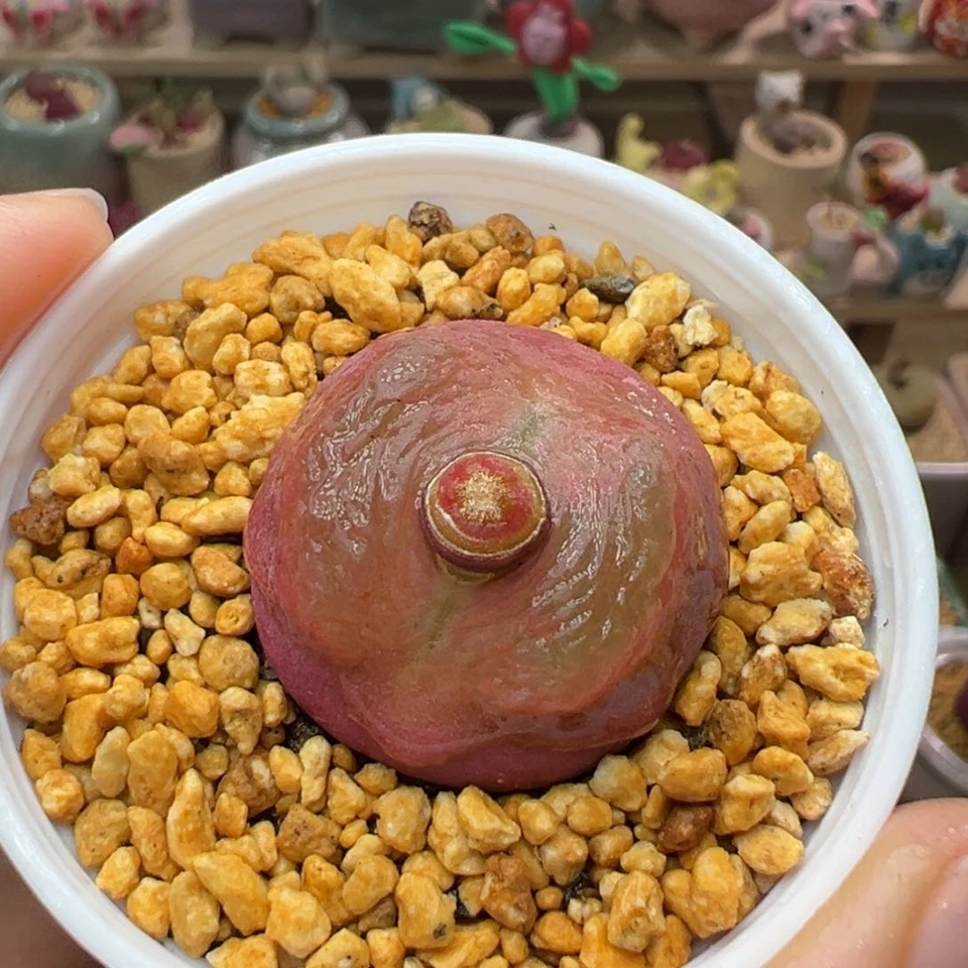 多肉植物172号疑似水蜜桃