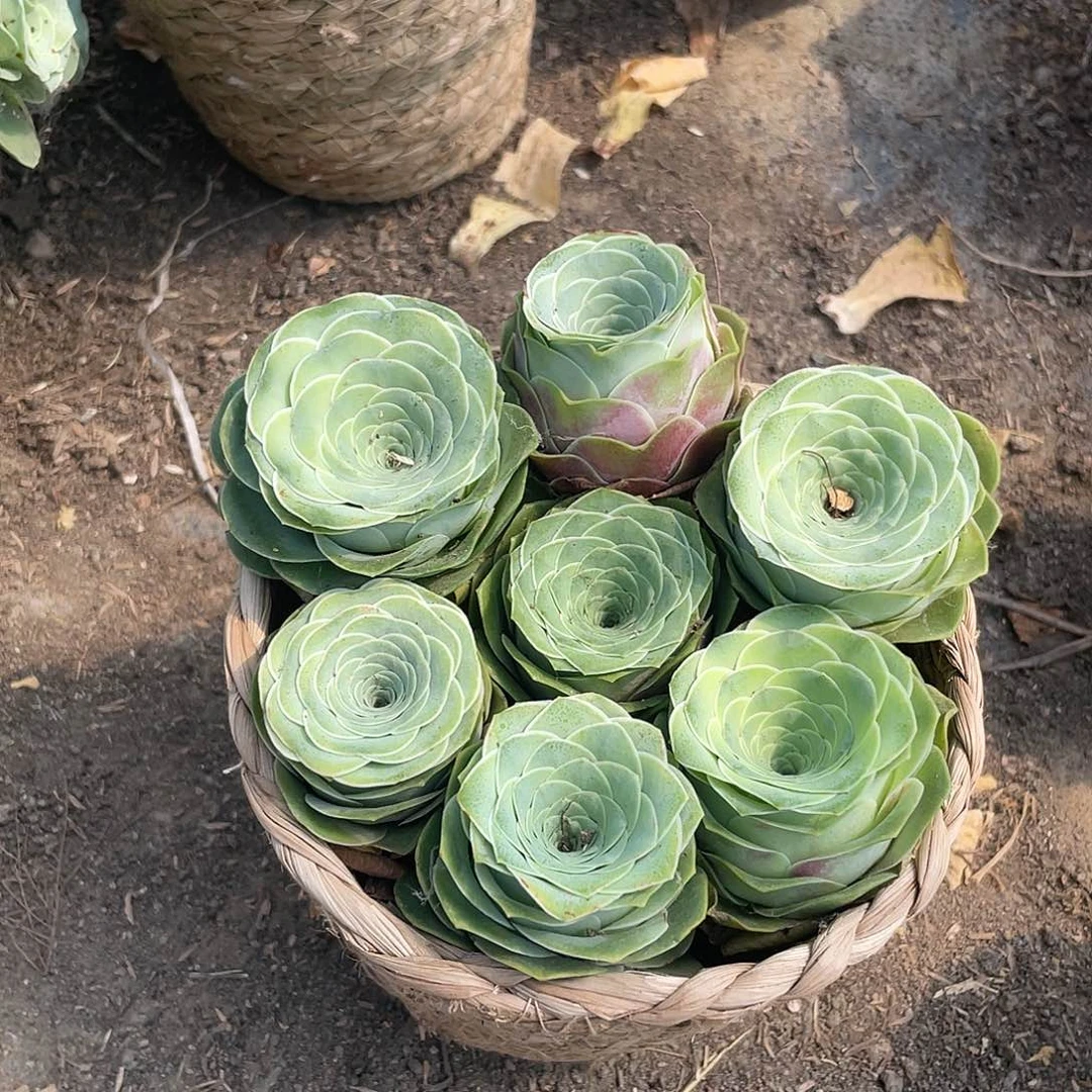 山地玫瑰7颗红单头带篮子