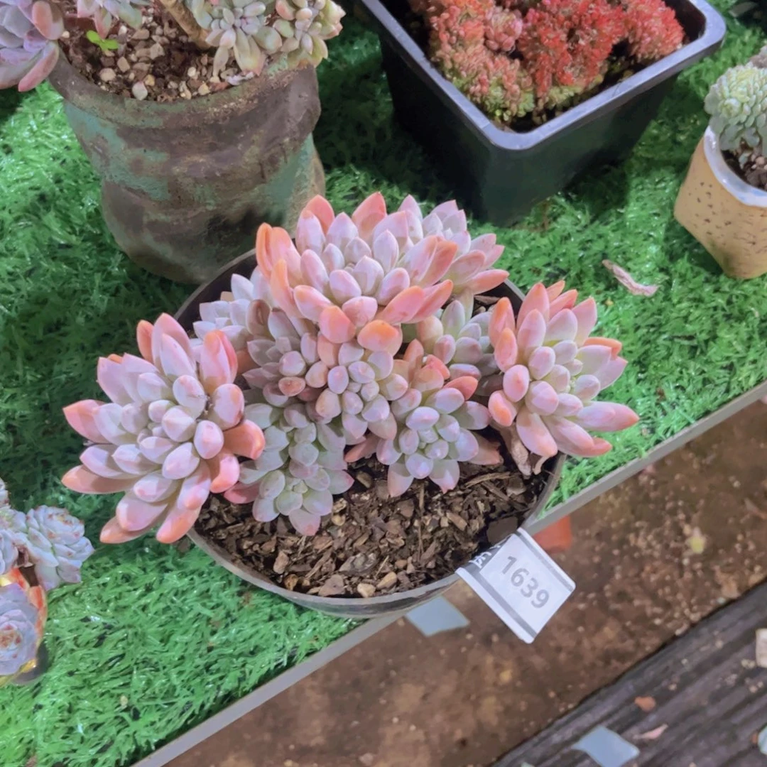 奶糖多肉植物1639