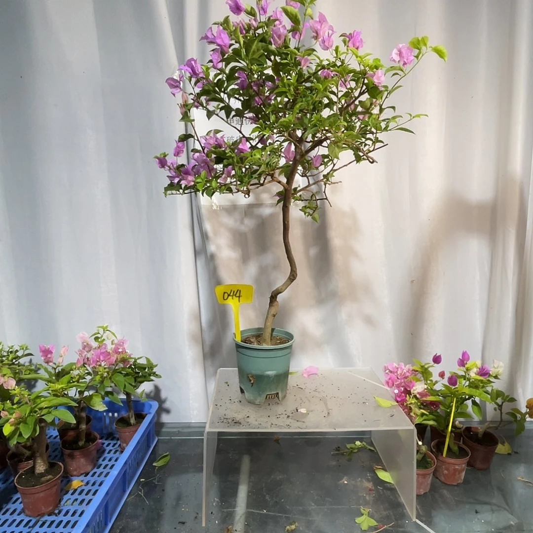 当前无花栽培后可以开花044绿叶雪紫