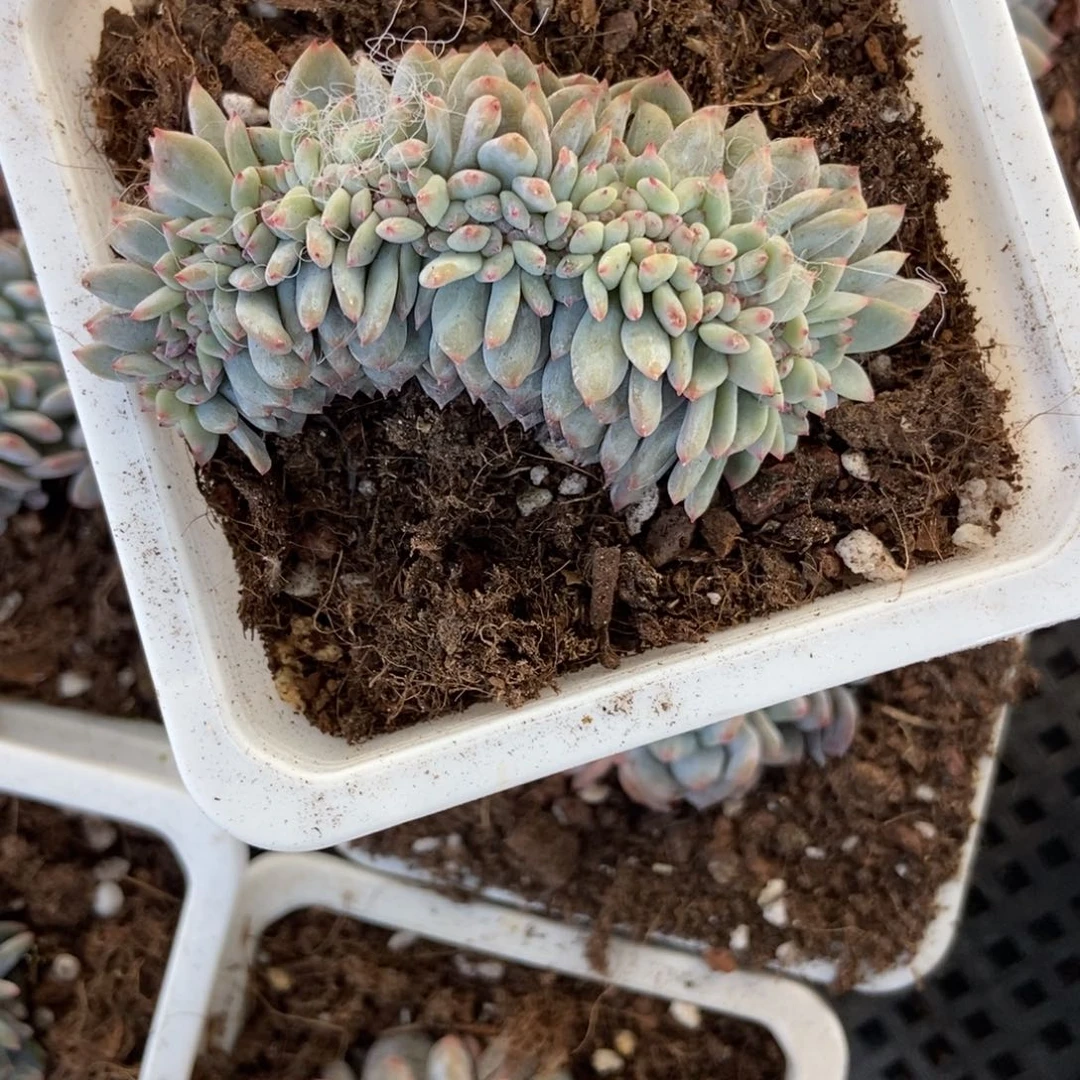 6113橙子缀多肉植物^_^