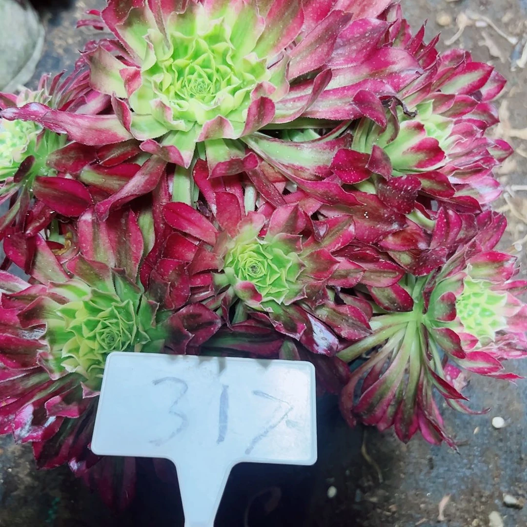 多肉植物天河法师