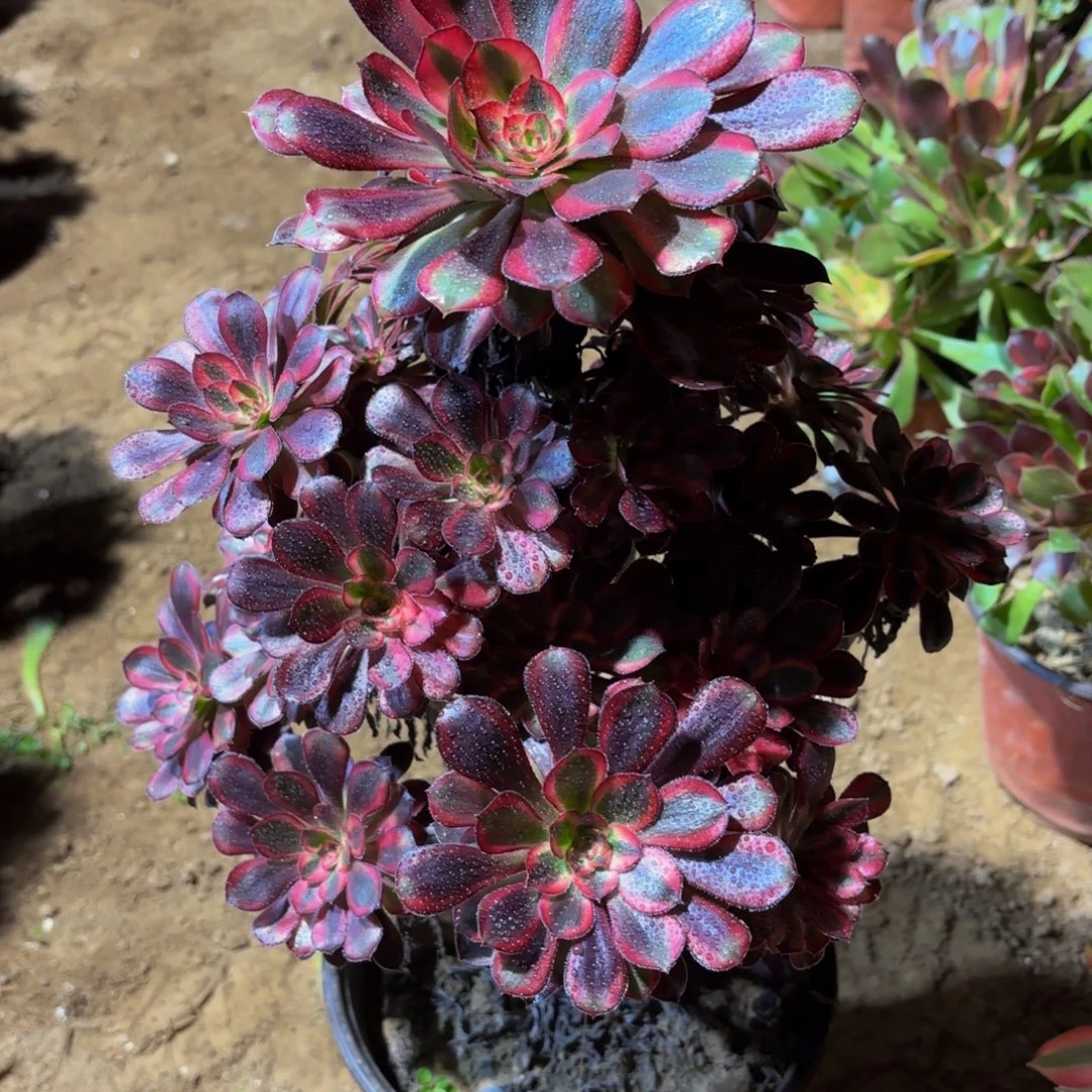 香奈儿19.8多肉植物