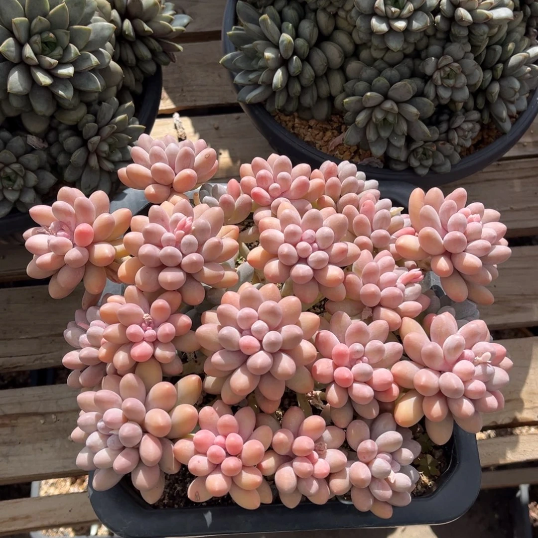 汤圆老桩一物一拍