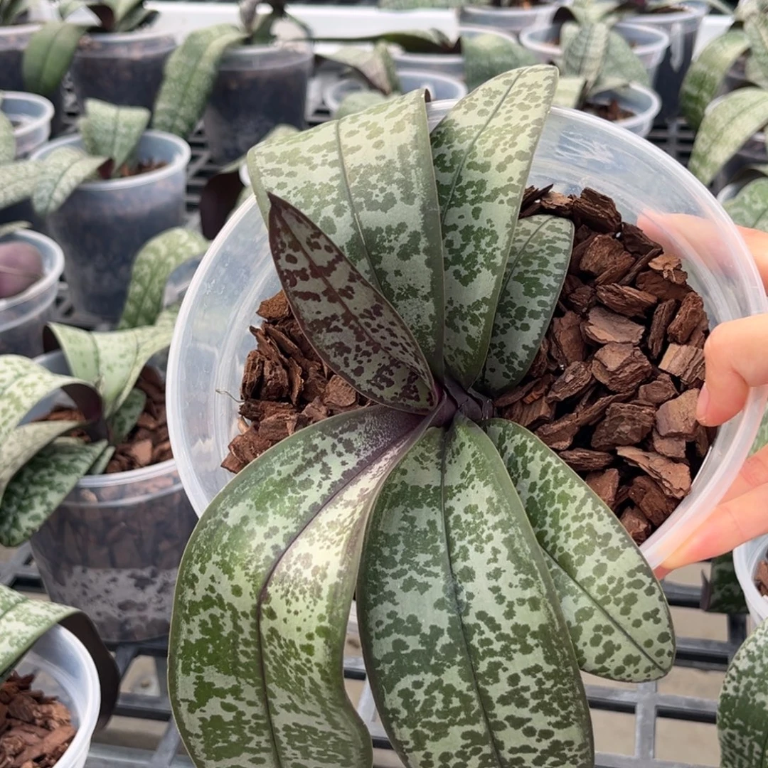 无花朵5寸2202苗子