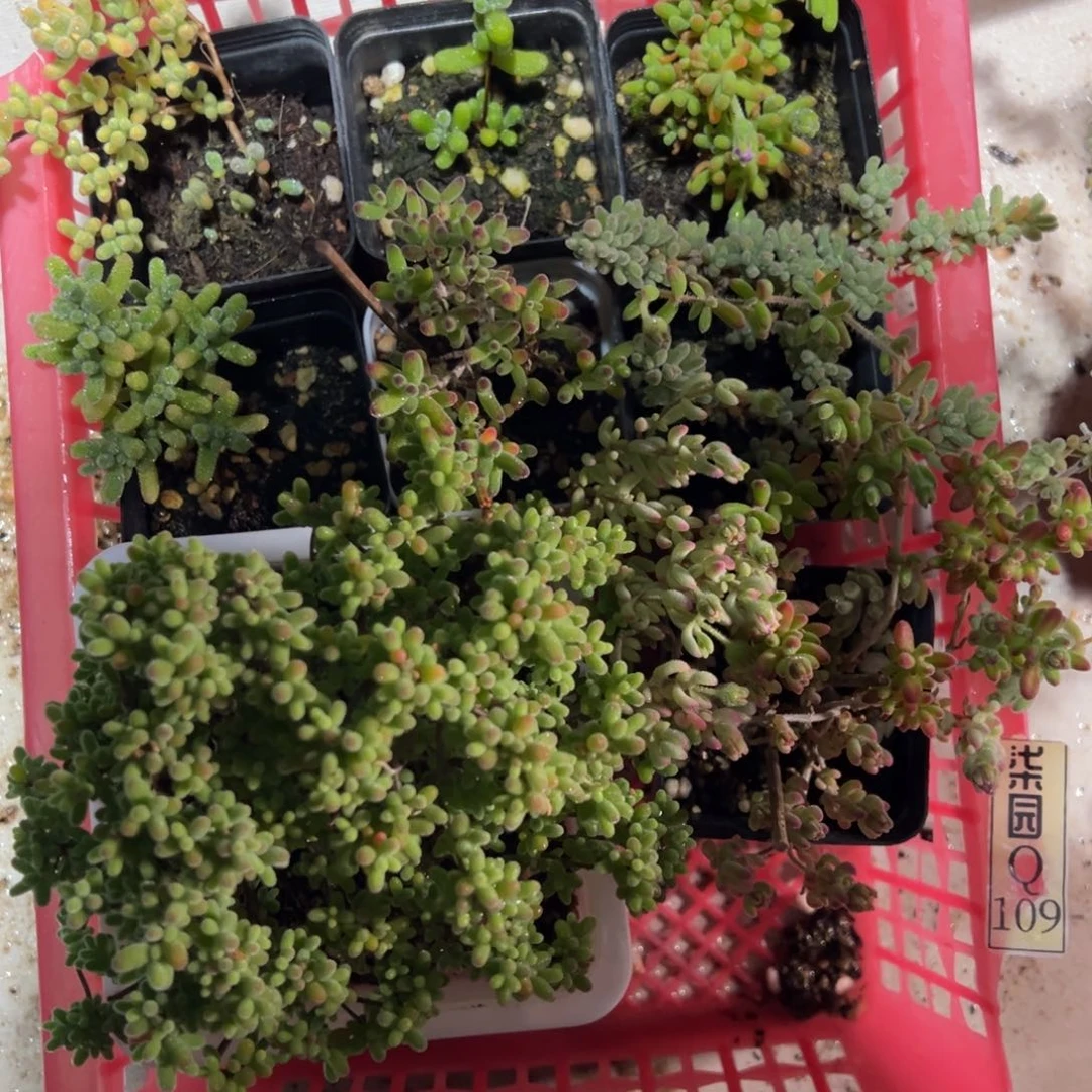 109号老桩套餐福利