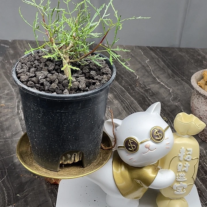 飞羽没药橄榄新品体验