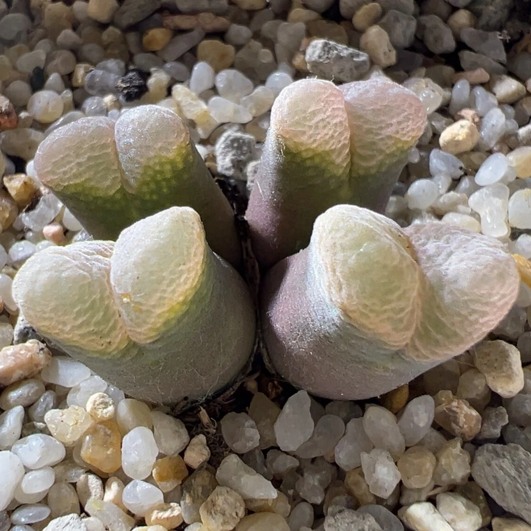 粉蕾丝 福利。 05。