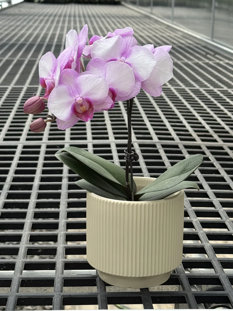 蝴蝶兰经典《豆寇佳人》花期长可复花鲜活精品兰