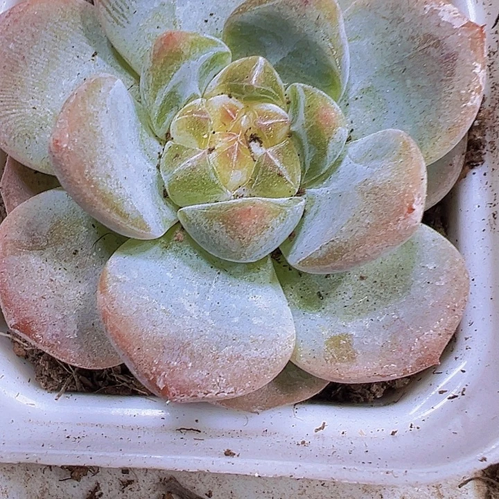 溏心后梦19包邮多肉