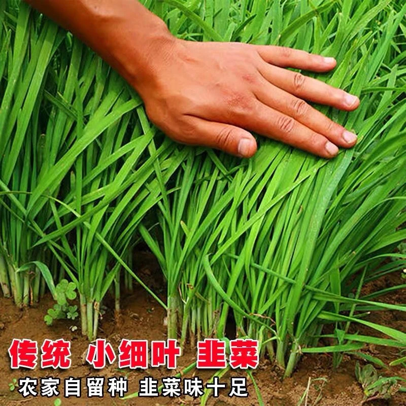 四季韭菜种子/老品种小细叶韭菜种籽浓香阳台盆栽大田留种四季种