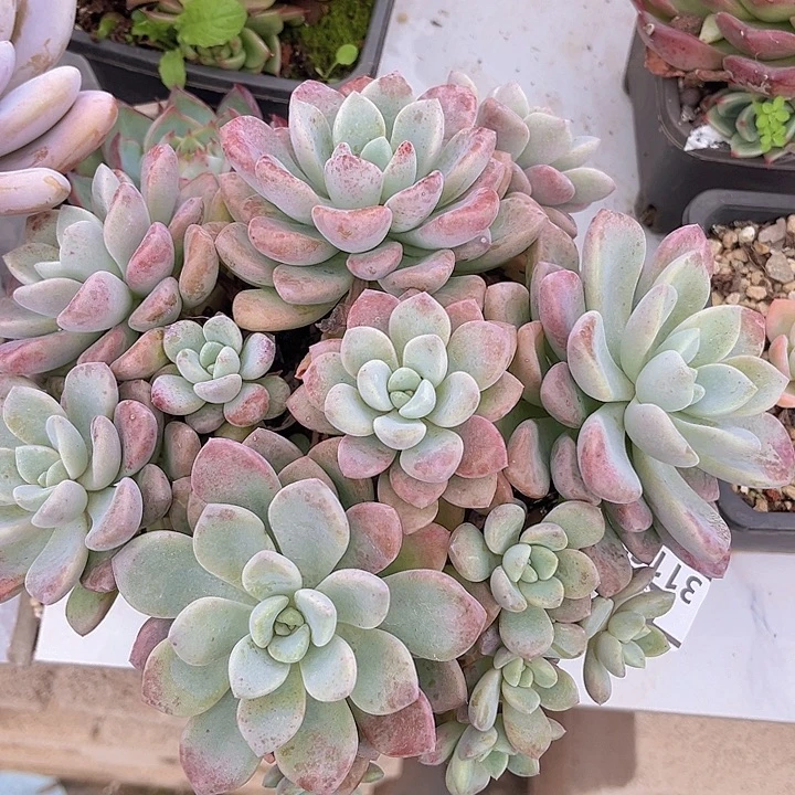 花斑鹿31167多肉植物