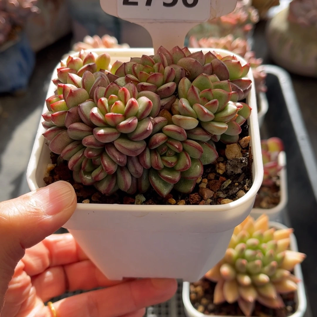 2756满30包邮，天冷地区必拍保温箱