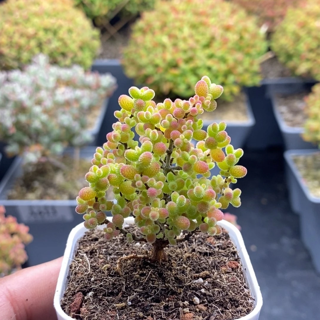 蜜橘糖球462。
