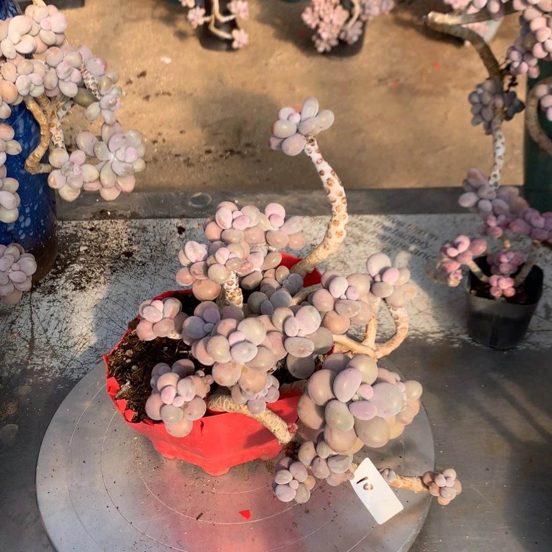 桃蛋有瑕疵不带盆10号