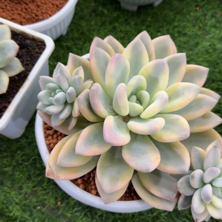 你最爱的多肉植物