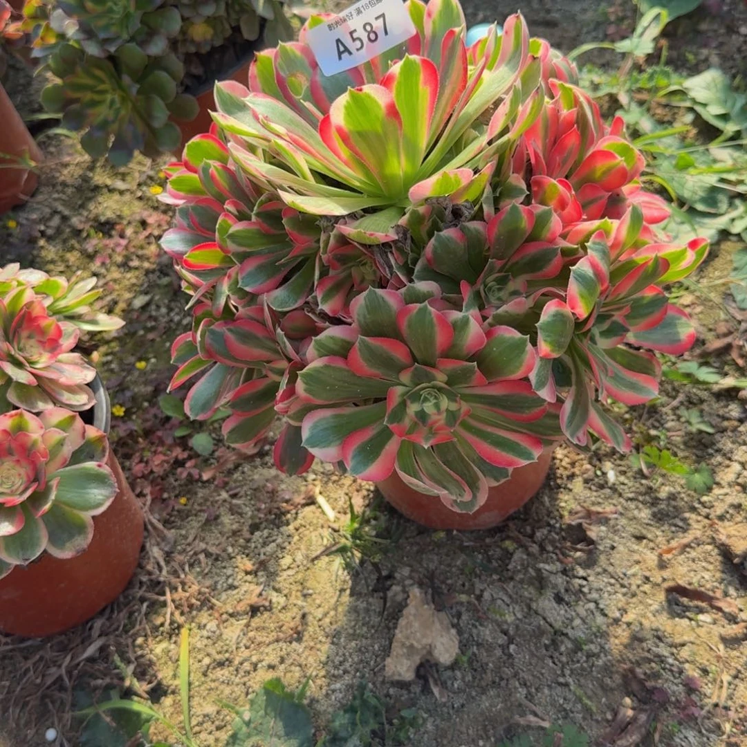 587妖月。多肉植物