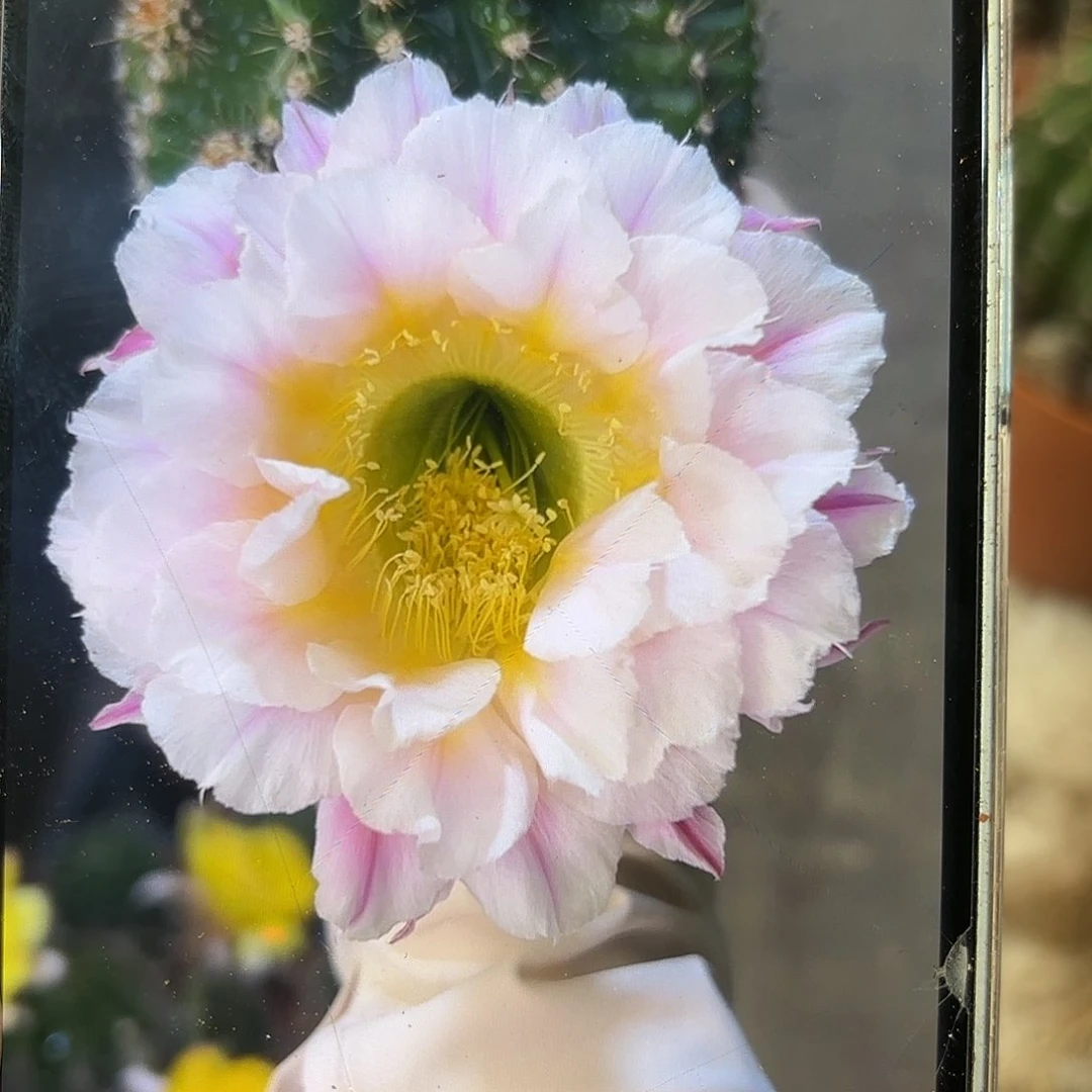 彩草1-29号7公分左右