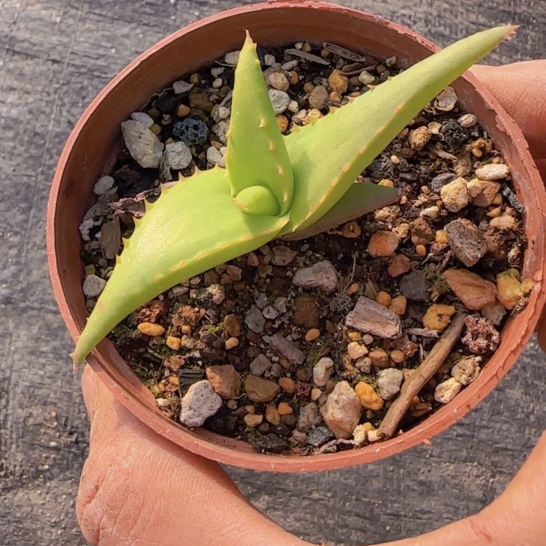 K***n块根植物块根植物