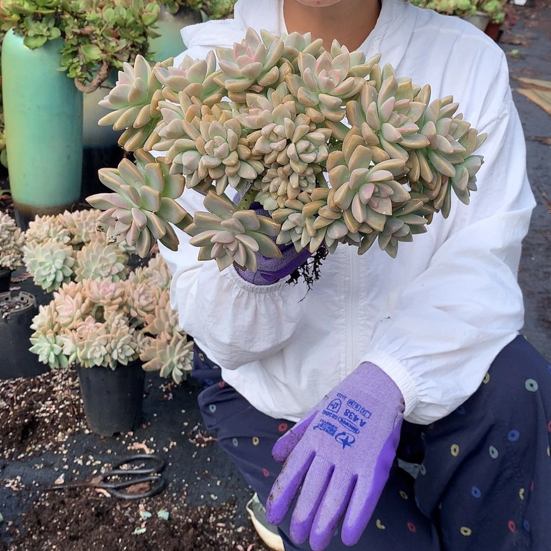 淡雪缀15.8 多肉植物量拍