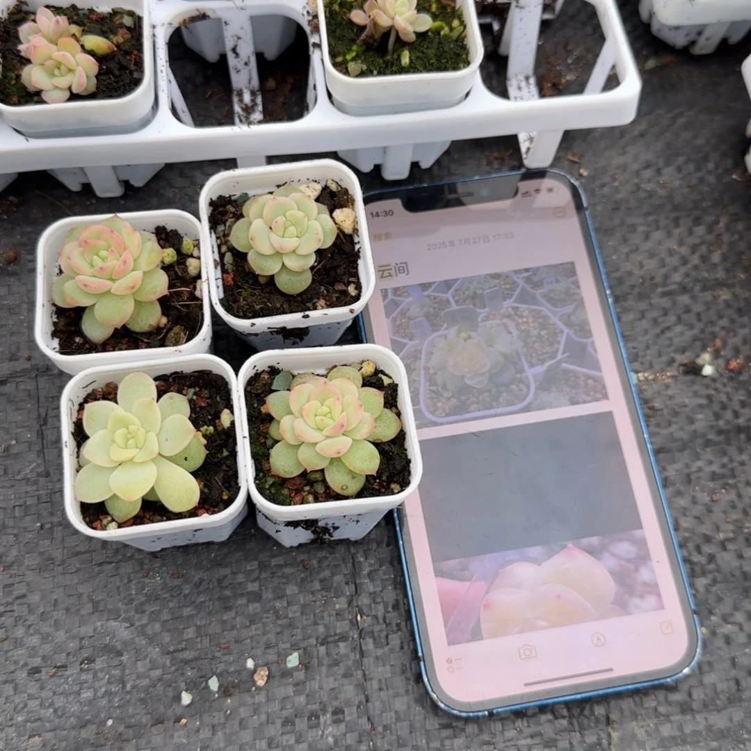 云间盆1个5床满25包邮