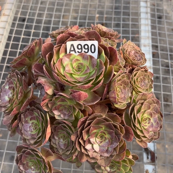 990黑魔25厘米左右