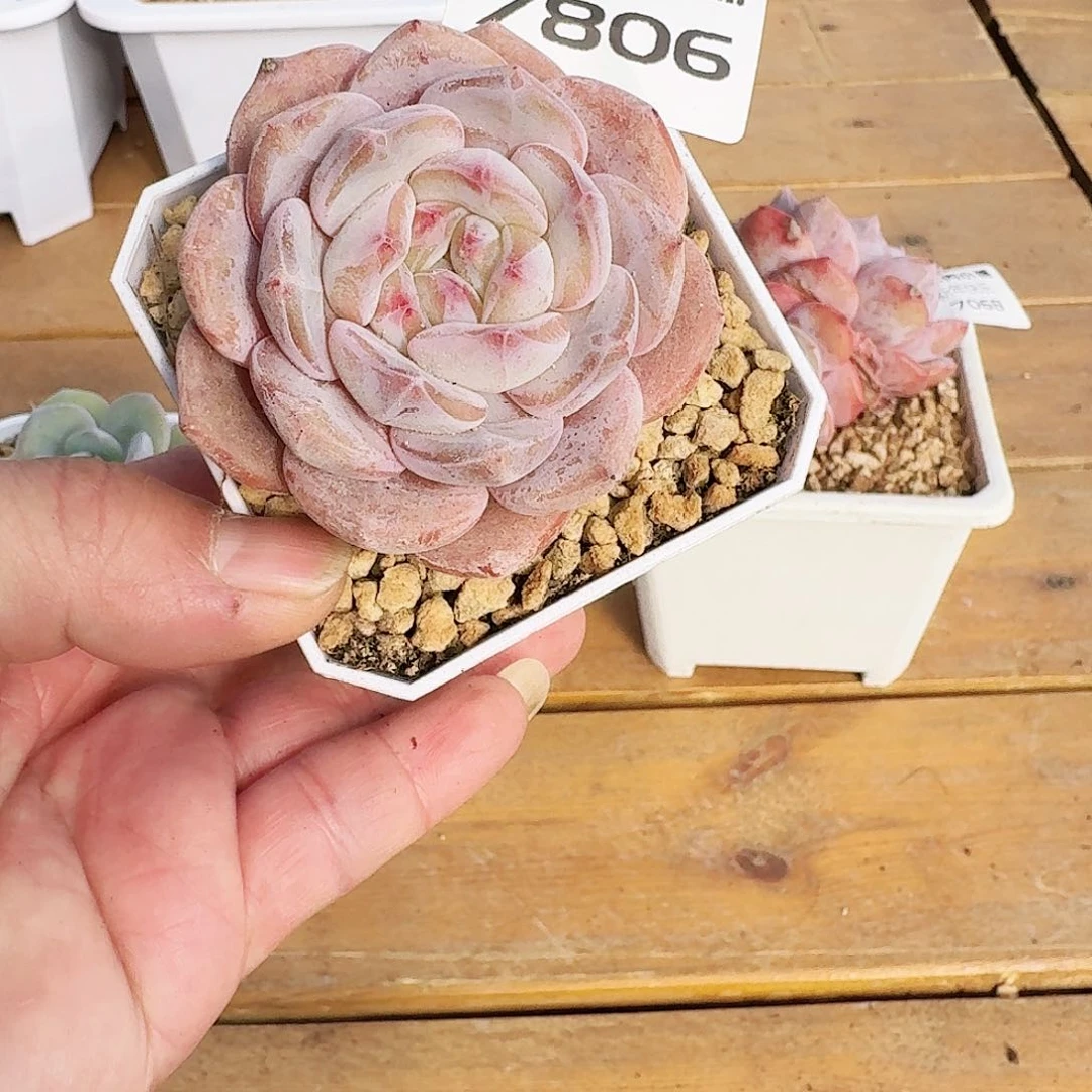 ?***?多肉植物售后梦露7806