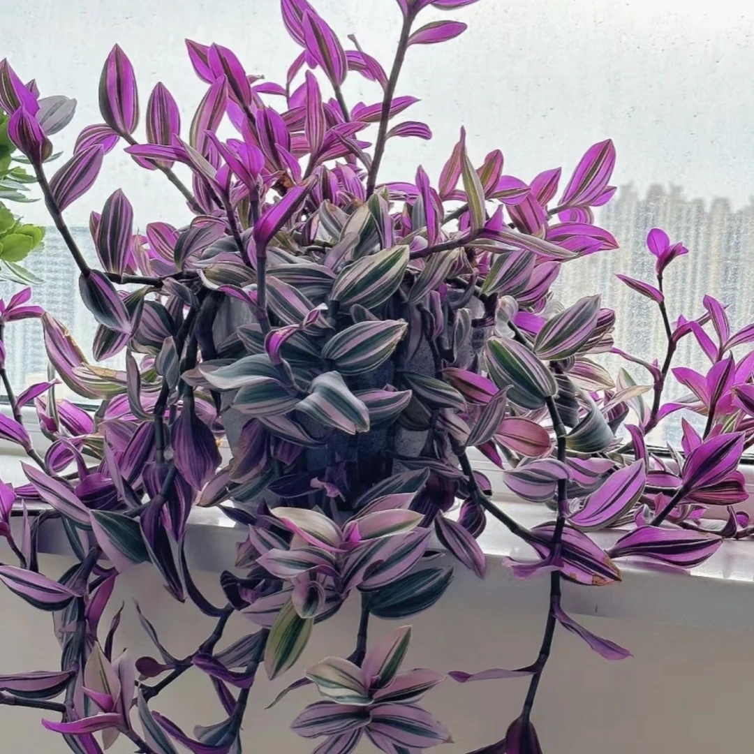 婚礼油画吊兰超好养室内四季观叶盆栽办公室绿植