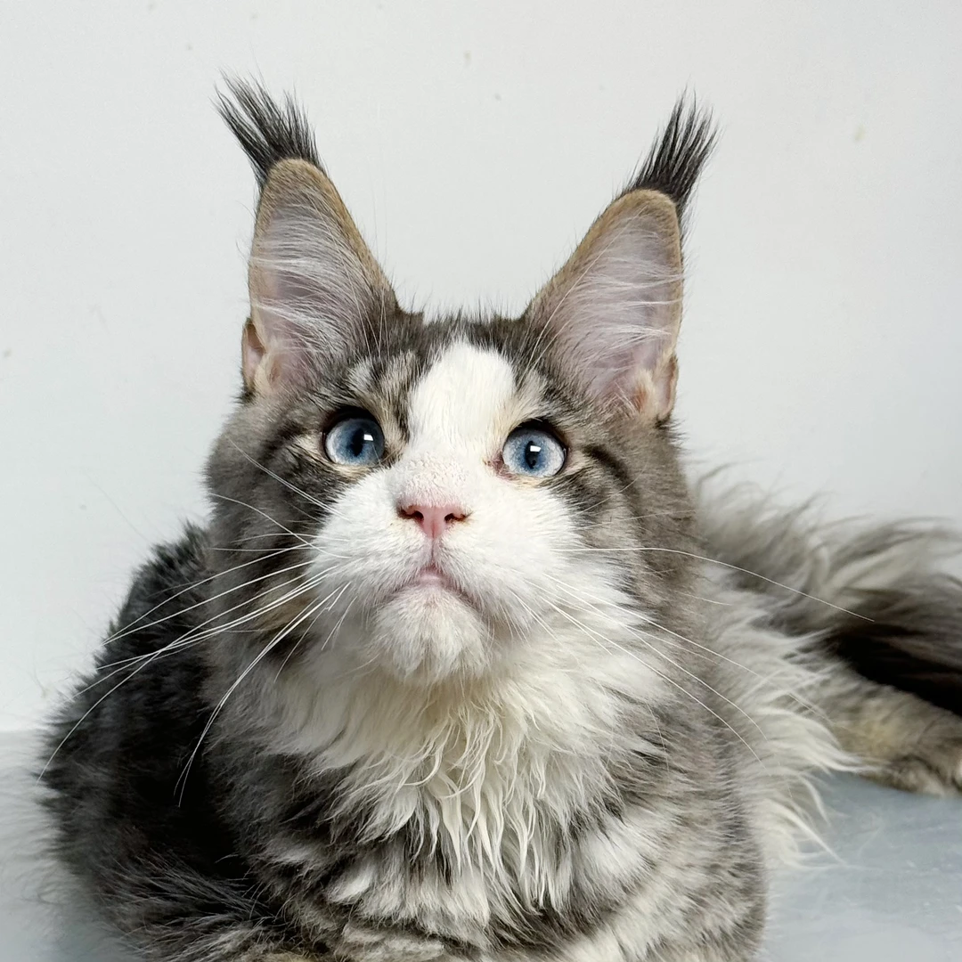 来了姊妹-银白蓝眼缅因猫-弟弟-YZ3001