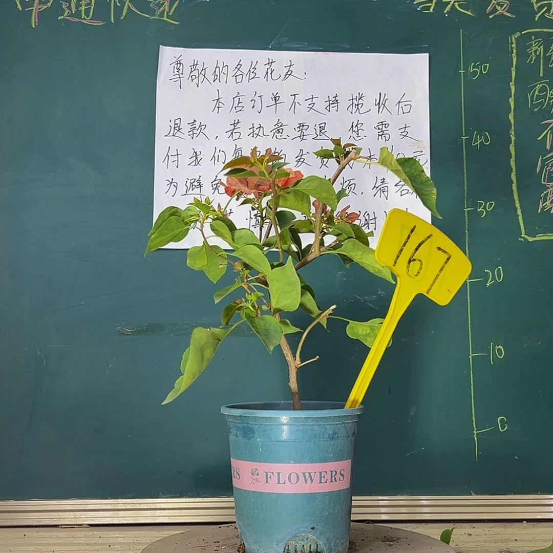 当前无花栽培后可以开花  落日  167