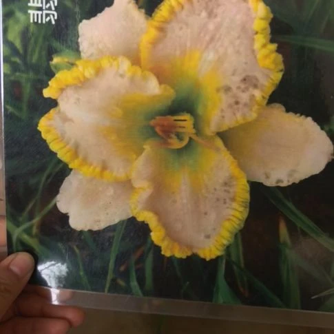 当前无花栽培后可以开花翡翠梦裸根苗