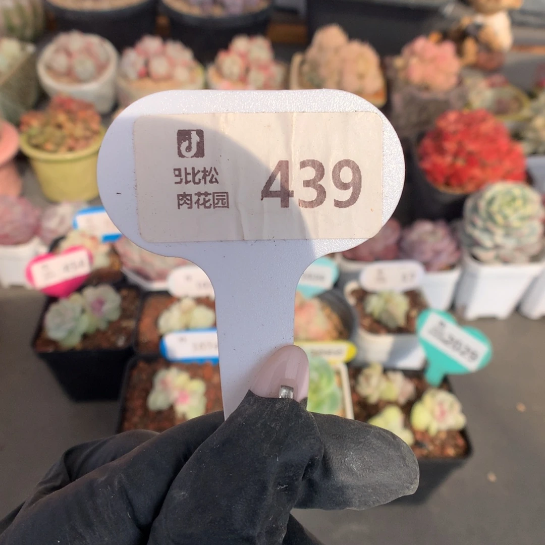 439 冰玉石化盲盒多肉