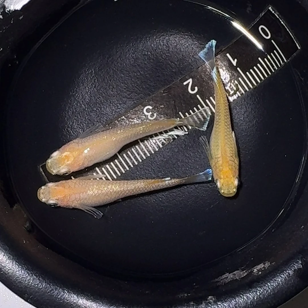 海水鱼酥油灯一组01