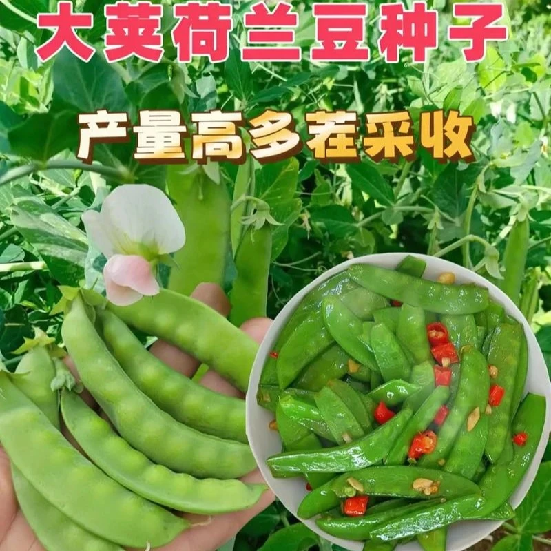 软荚荷兰豆种子春夏秋四季播种大荚菜豆豌豆豆角种籽农家蔬菜种籽