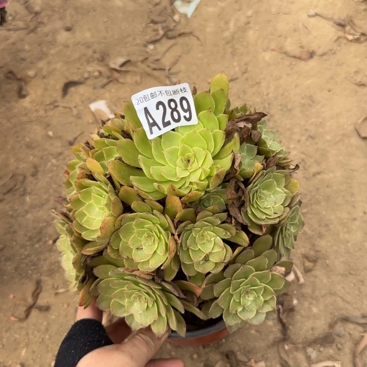 红丝绒……多肉植物……